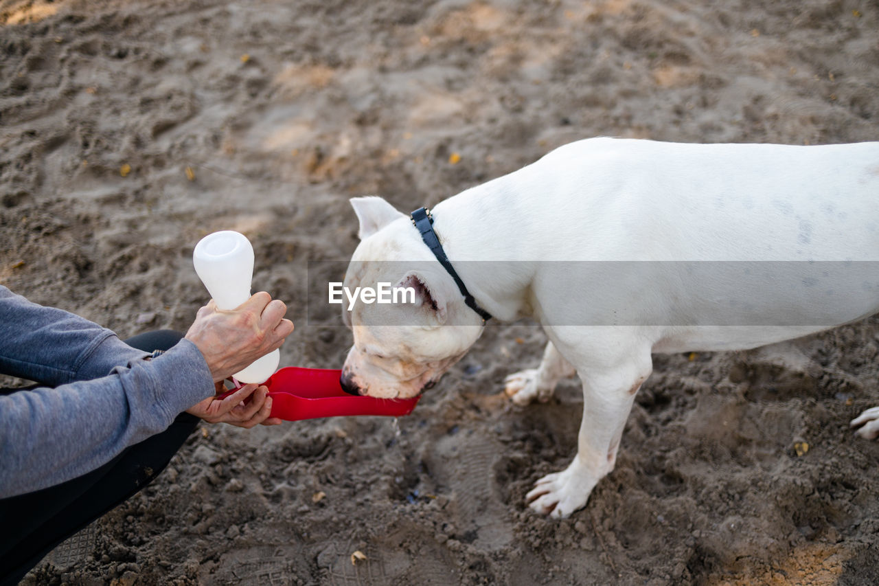 High angle view of dog drinking water from bowl in park