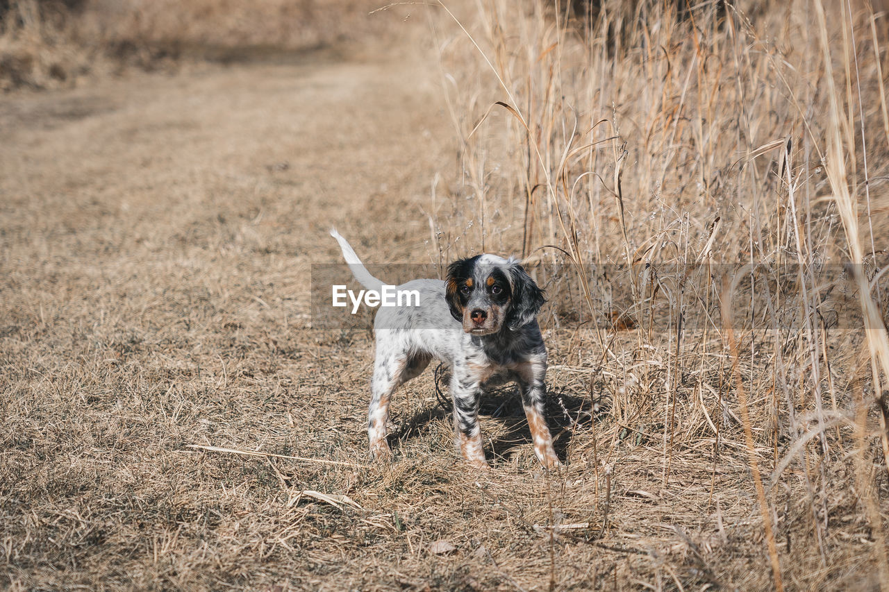 PORTRAIT OF A DOG RUNNING ON FIELD