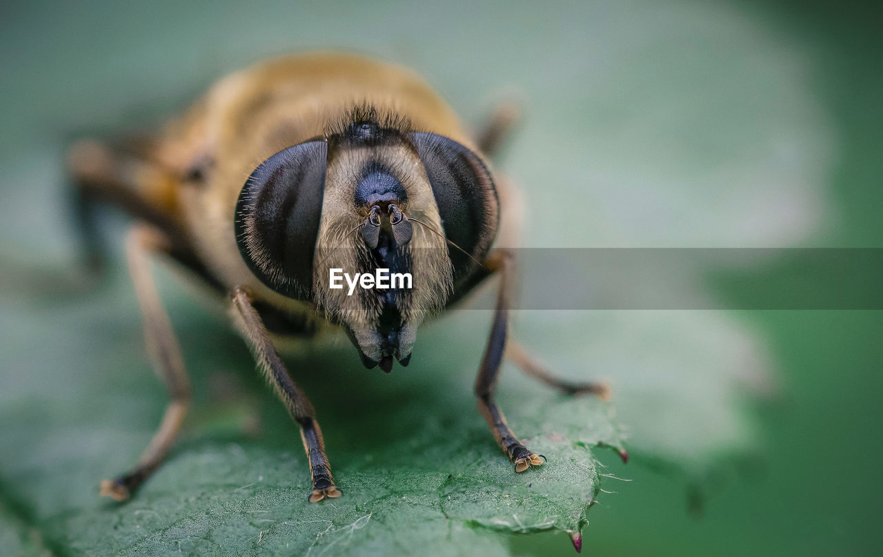 CLOSE-UP OF INSECT ON LEAF