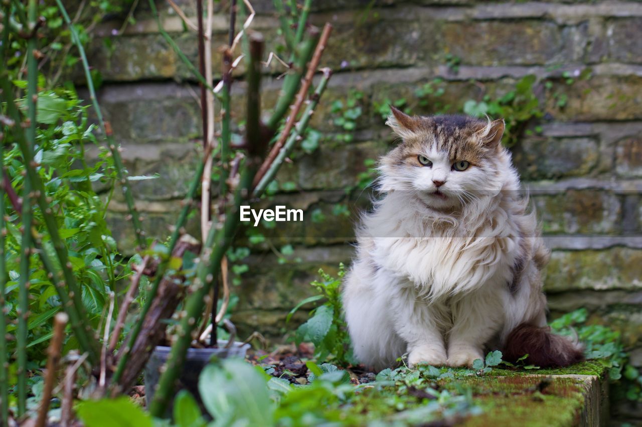 Portrait of cat sitting by plants