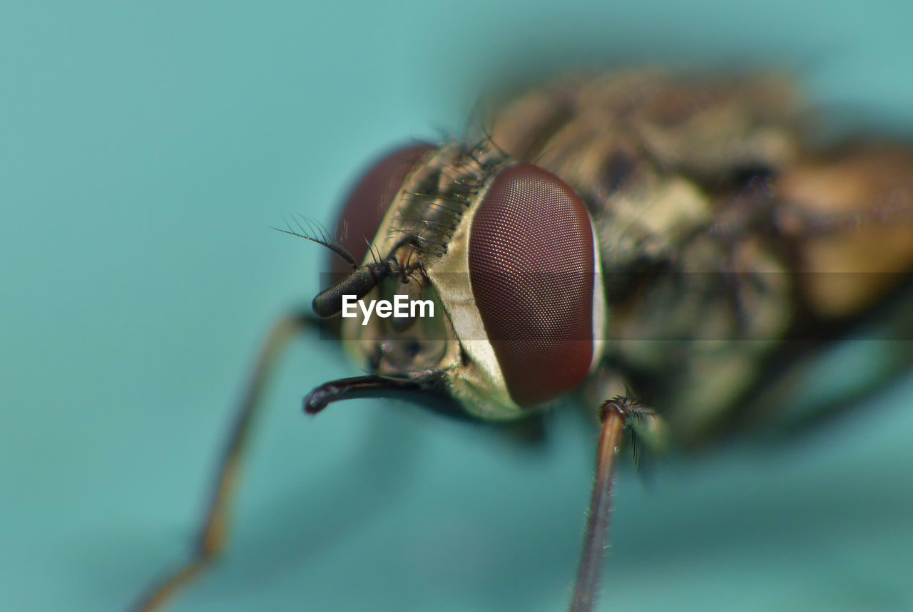 Close-up of fly