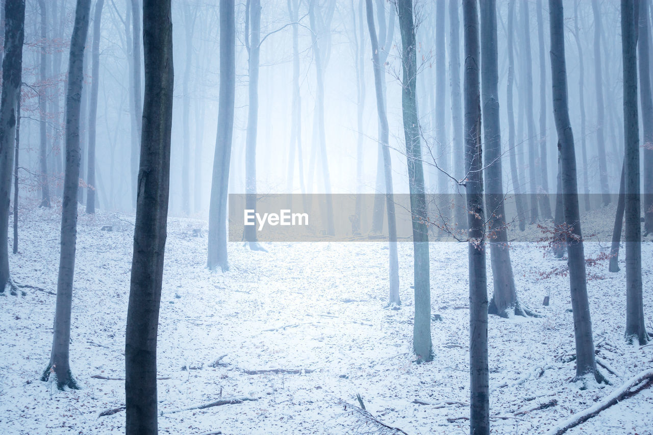 Pine trees in forest during winter