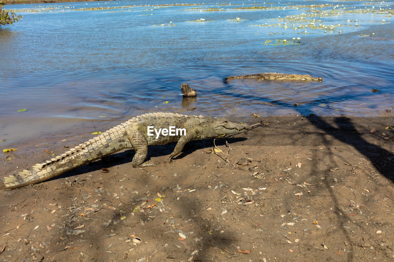 Crocodiles at riverbank