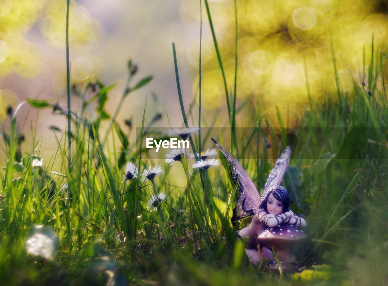 CLOSE-UP OF PURPLE FLOWERS ON GRASS