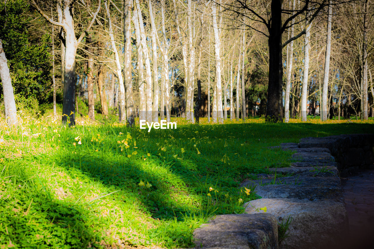 SCENIC VIEW OF TREES IN FOREST