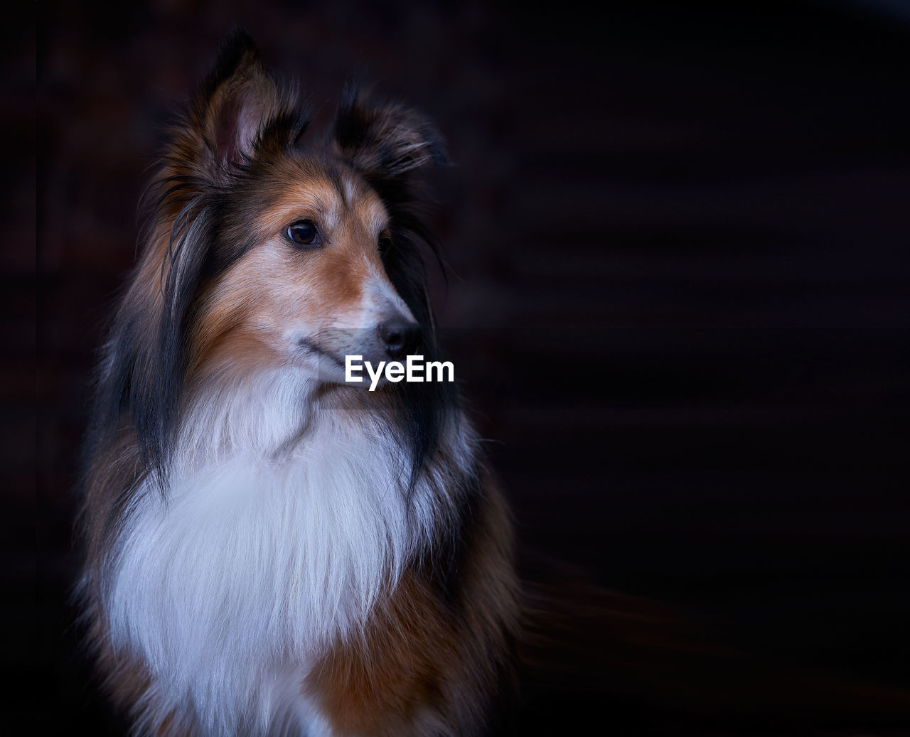 CLOSE-UP OF DOG LOOKING AWAY AT BLACK BACKGROUND