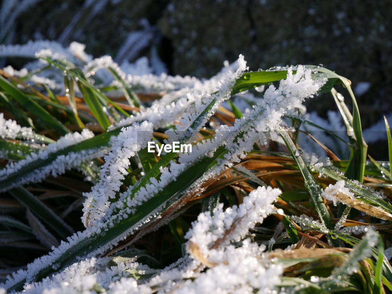 Green grass with ice crystals