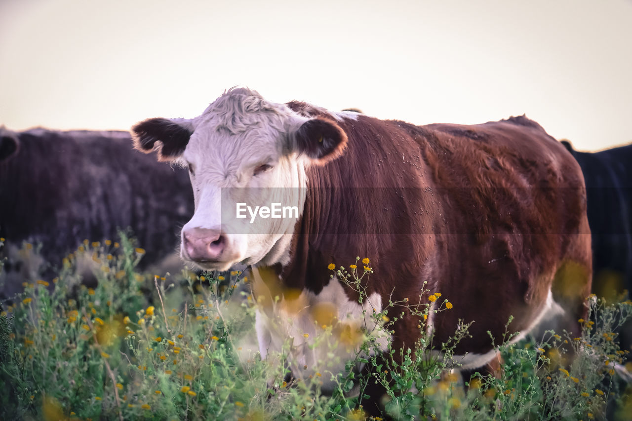close-up of cow in meadow