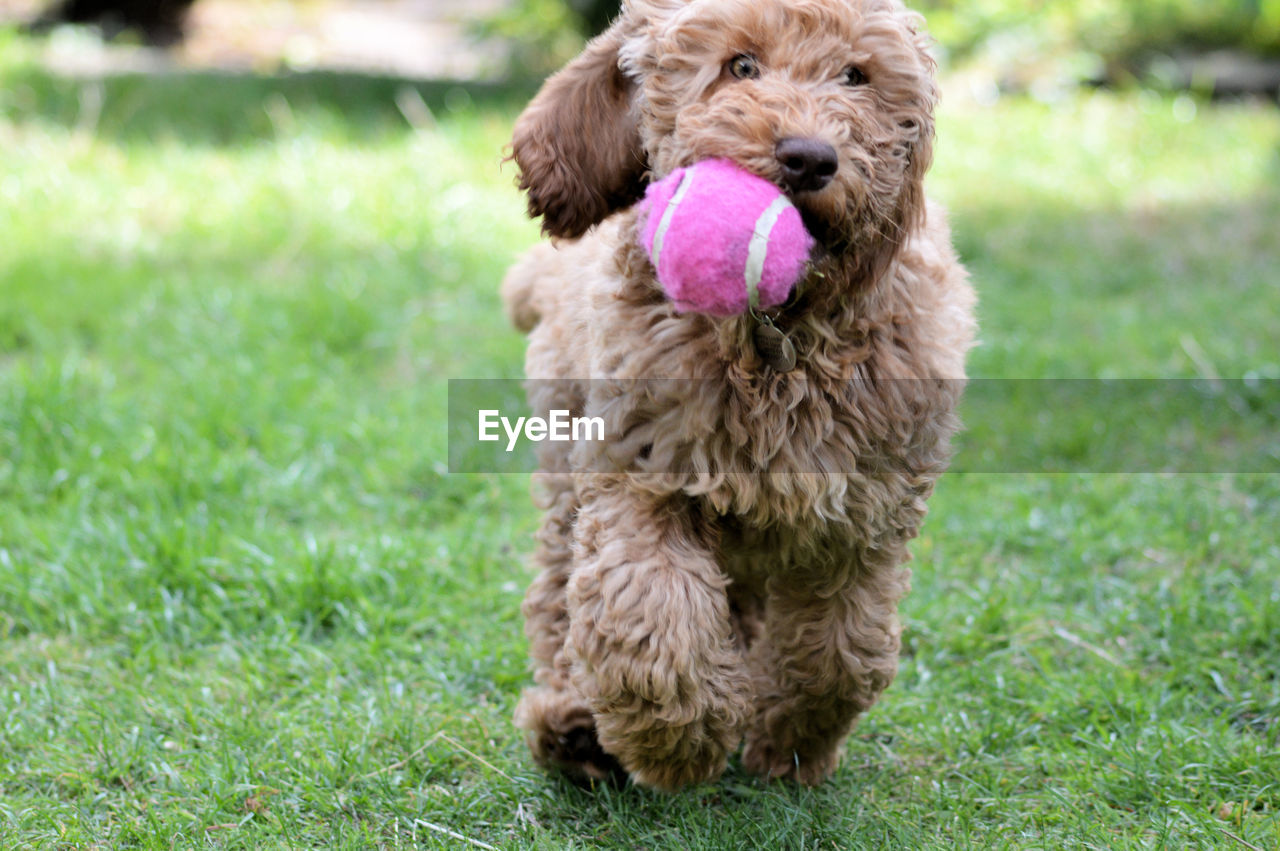 Close-up of dog on field