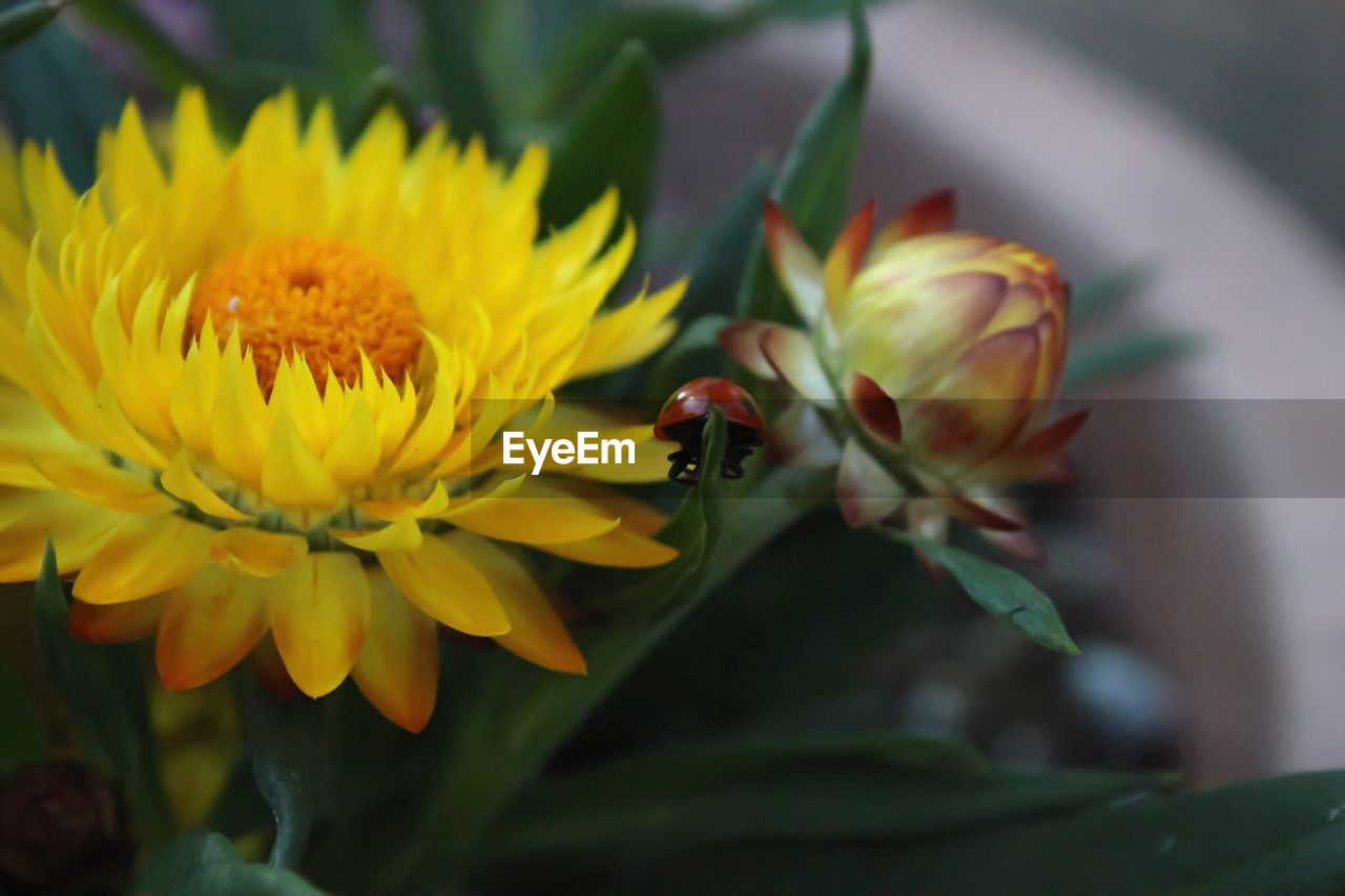 Close-up of ladybug on yellow flower