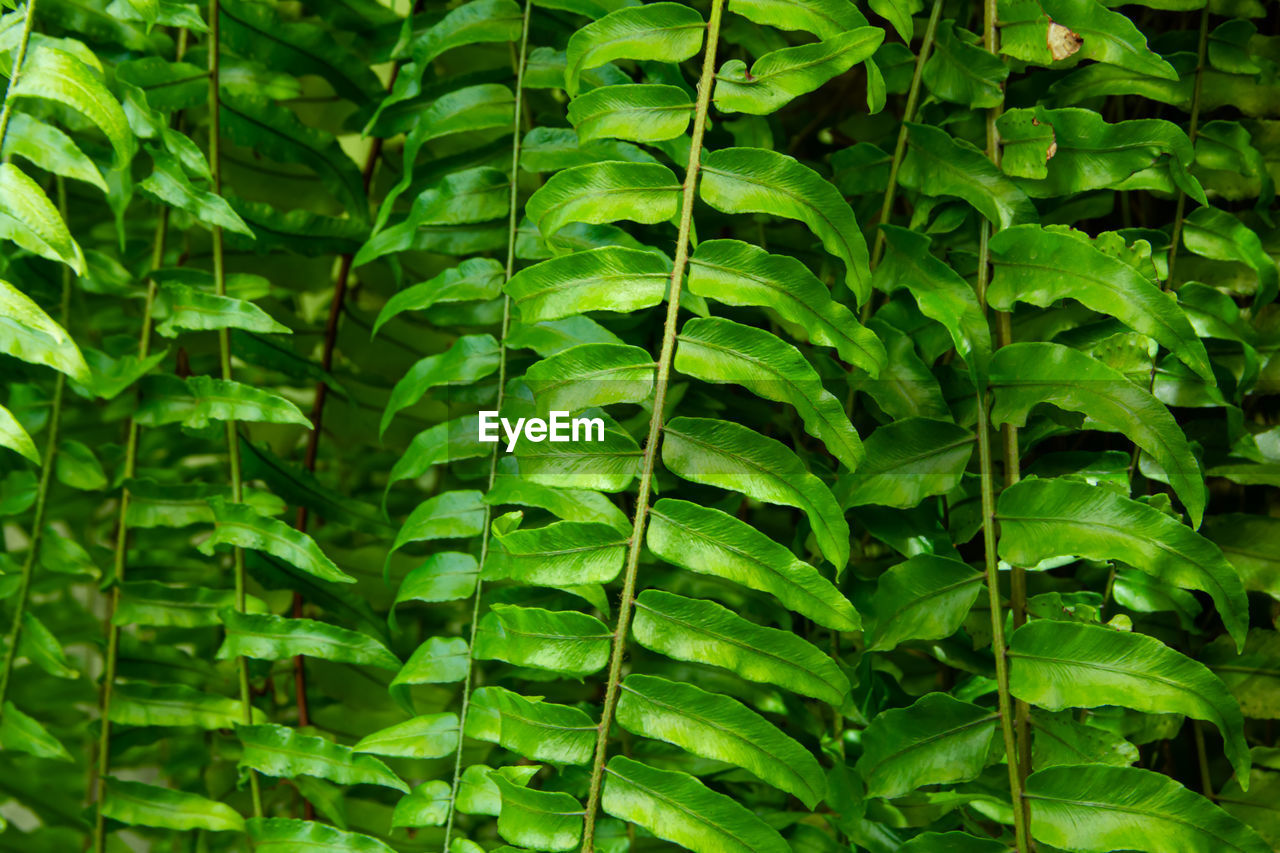 Full frame shot of green leaves