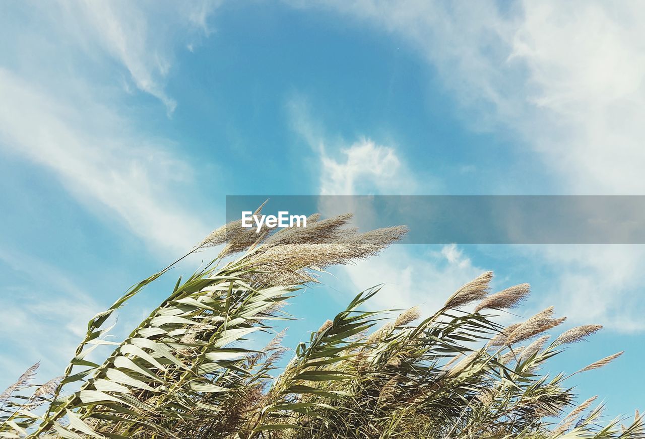 Low angle view of stalks in field against sky