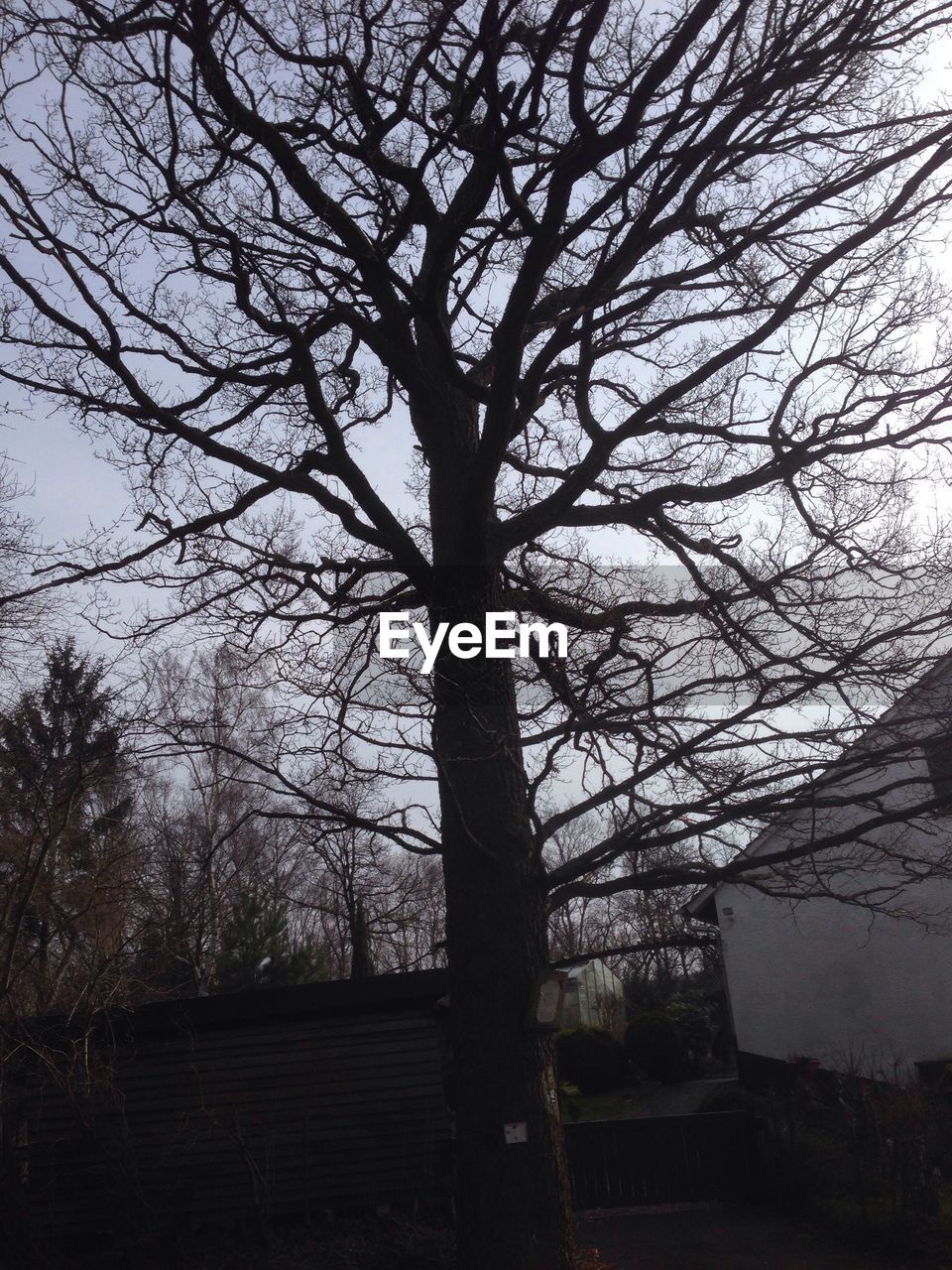 LOW ANGLE VIEW OF BARE TREES AGAINST THE SKY