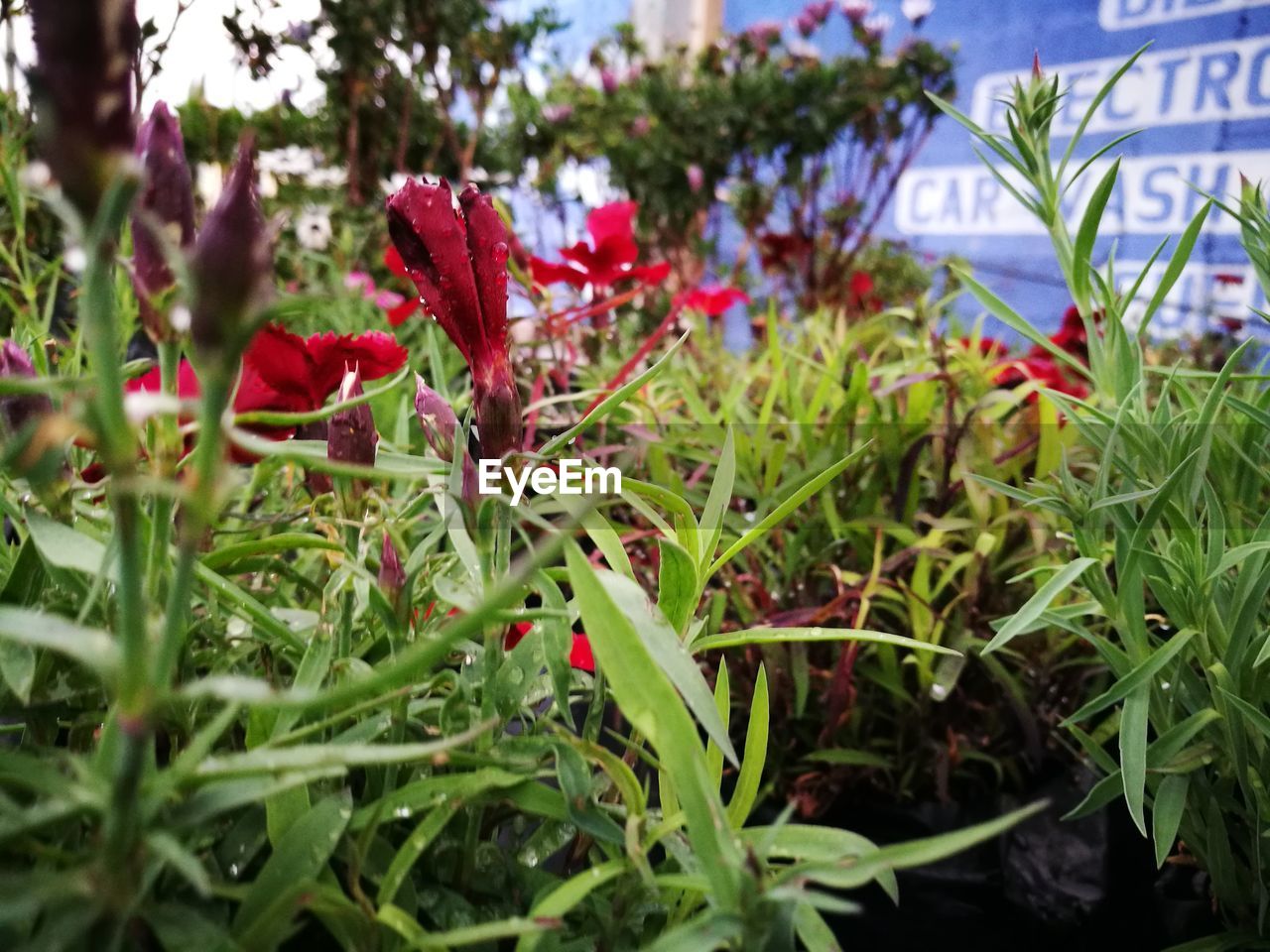 RED FLOWERS BLOOMING OUTDOORS