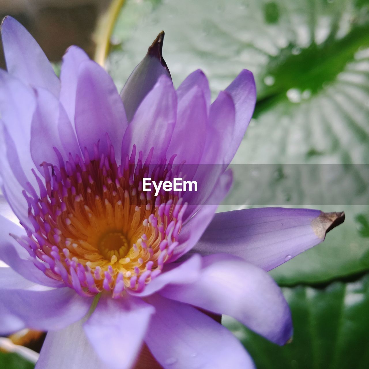 Close-up of purple crocus flower