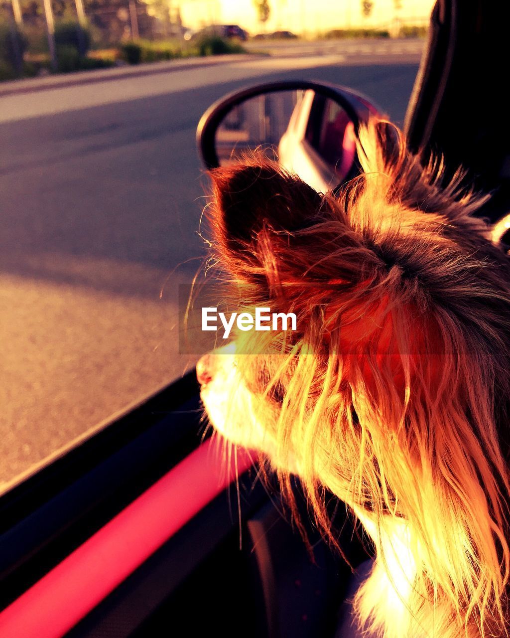 CLOSE-UP OF DOG CAR ON SIDE-VIEW MIRROR