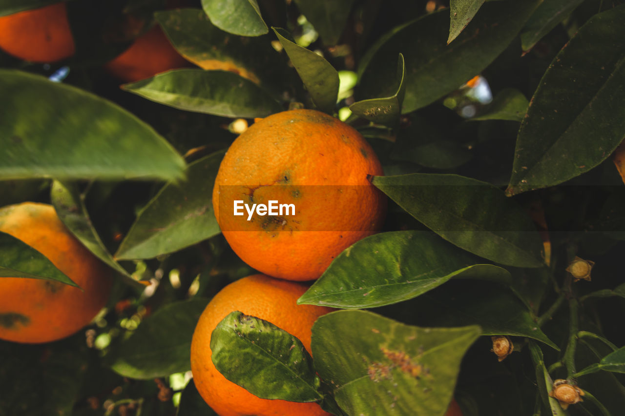 CLOSE-UP OF ORANGE FRUITS