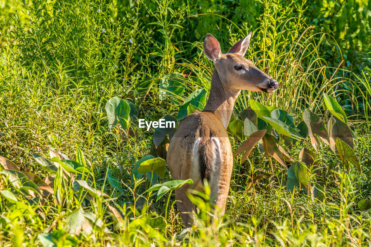 A deer walking through the arrowhead plants in the water at the wetlands out in the open 