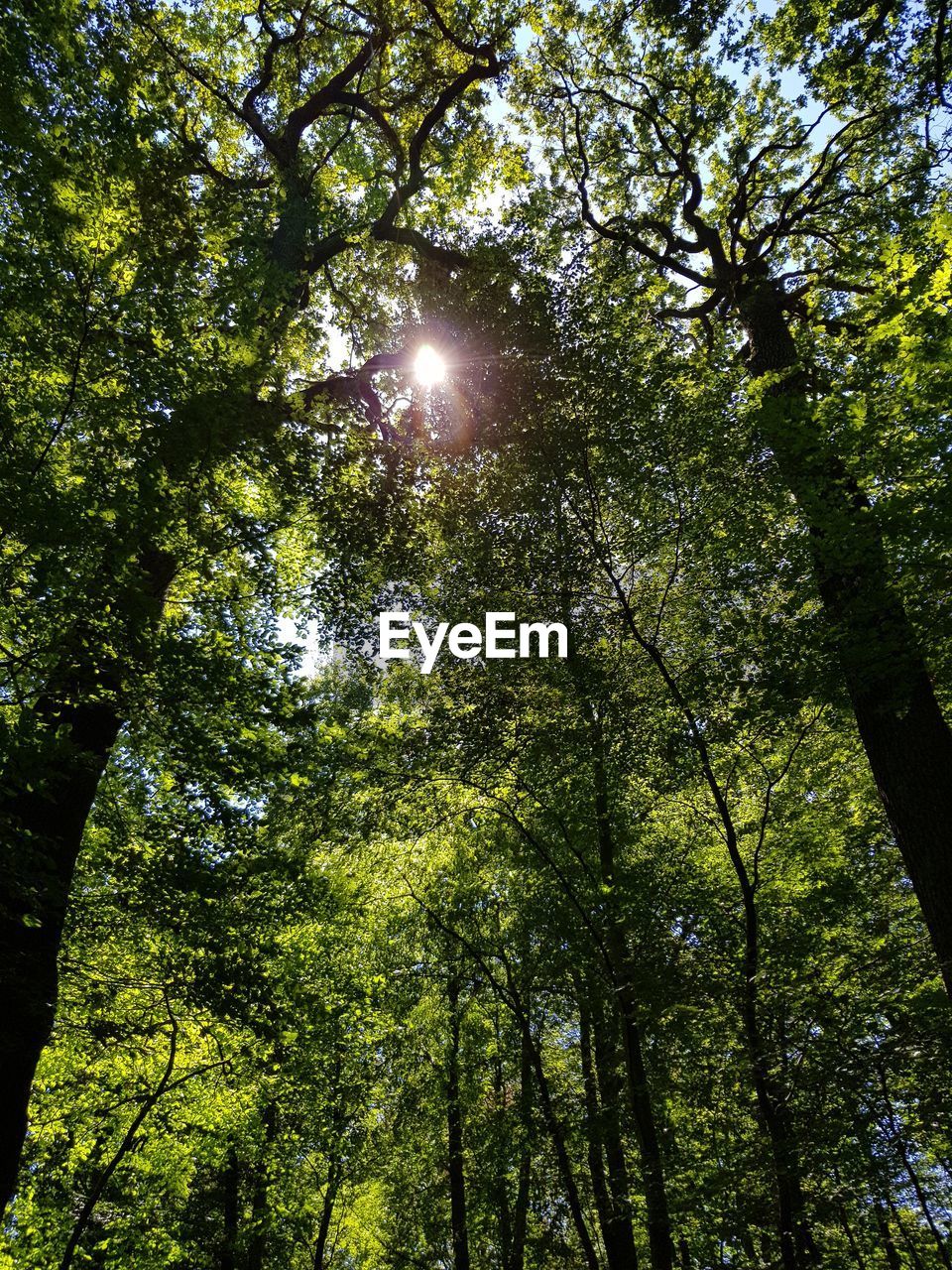 Low angle view of sunlight streaming through trees