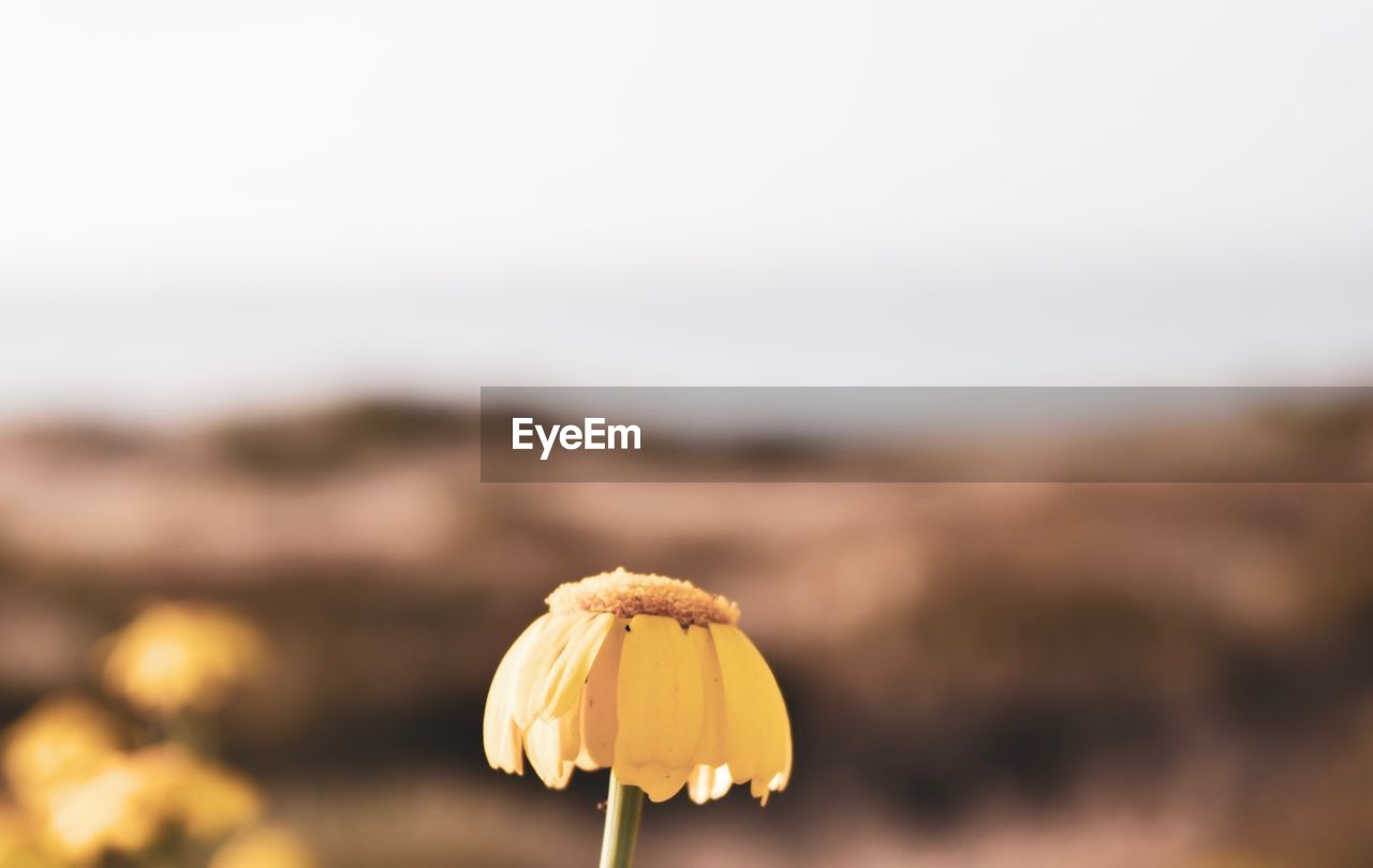 Close-up of yellow flowering plant against sky