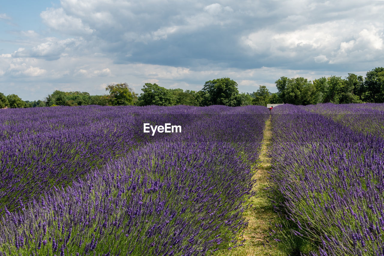 Purple flowering plants on field against sky