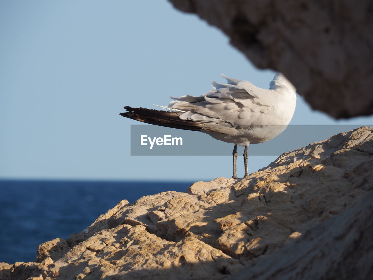 SEAGULL PERCHING ON ROCK