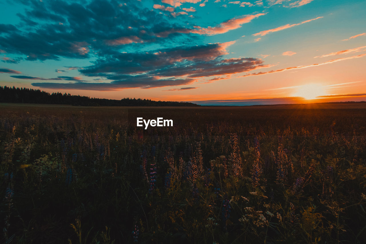 Scenic view of field against sky during sunset