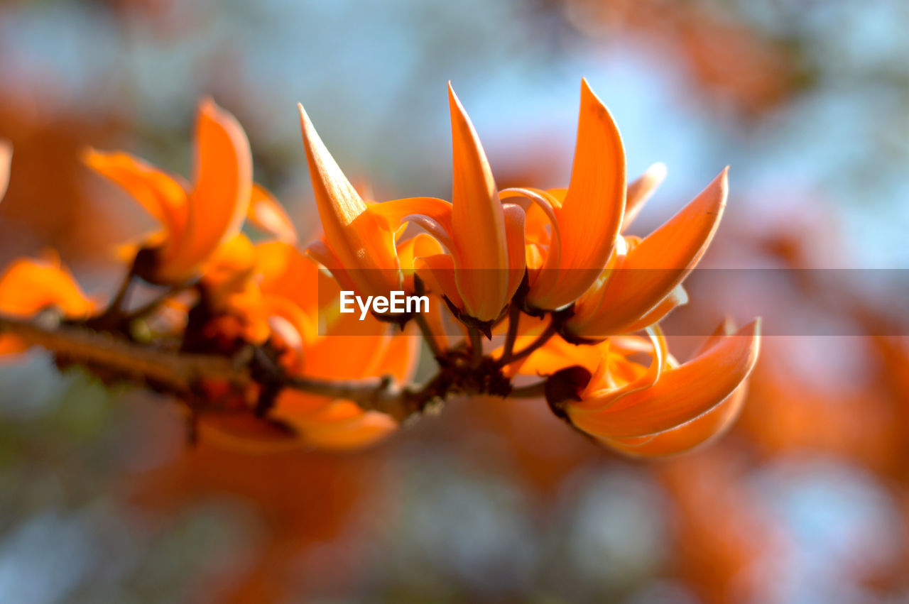 Close-up of flower against sky