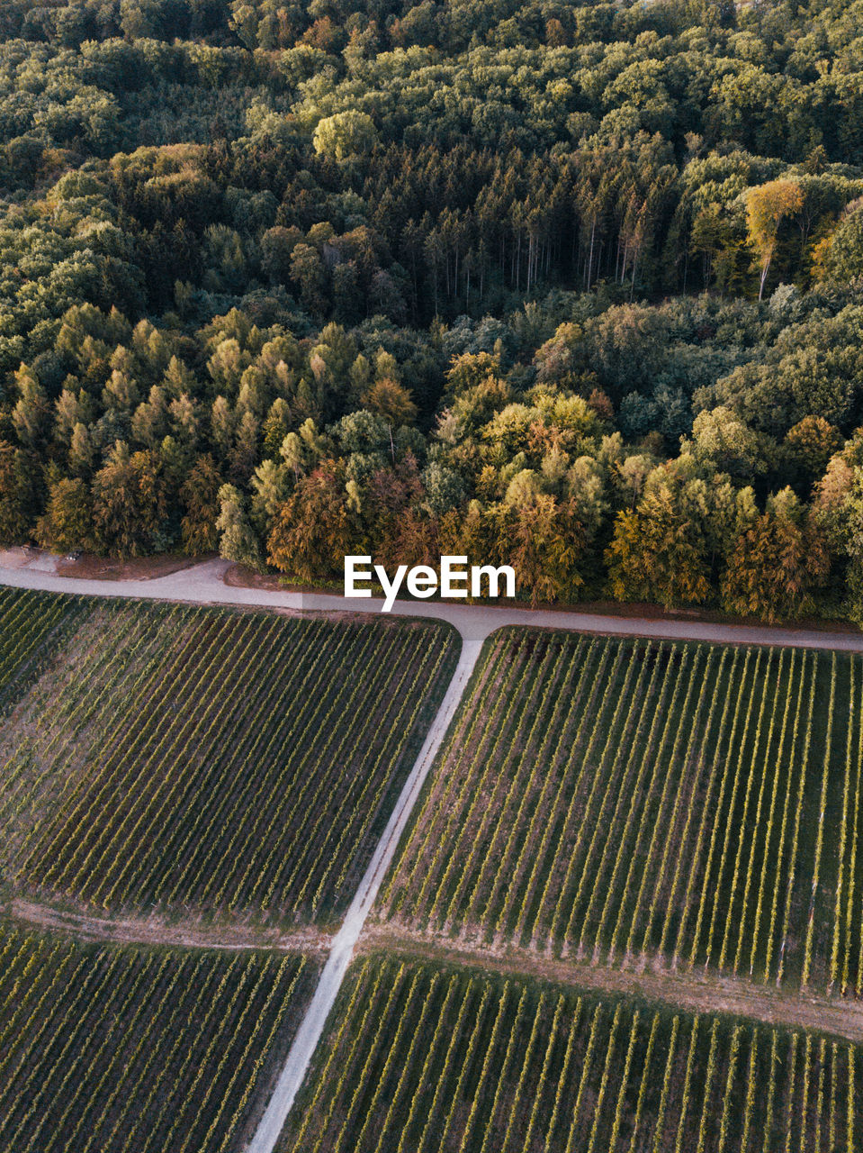 High angle view of agricultural field against trees