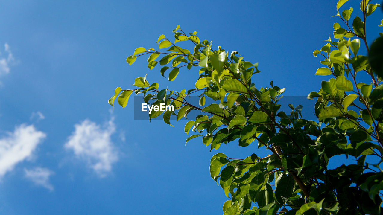 Low angle view of tree against blue sky