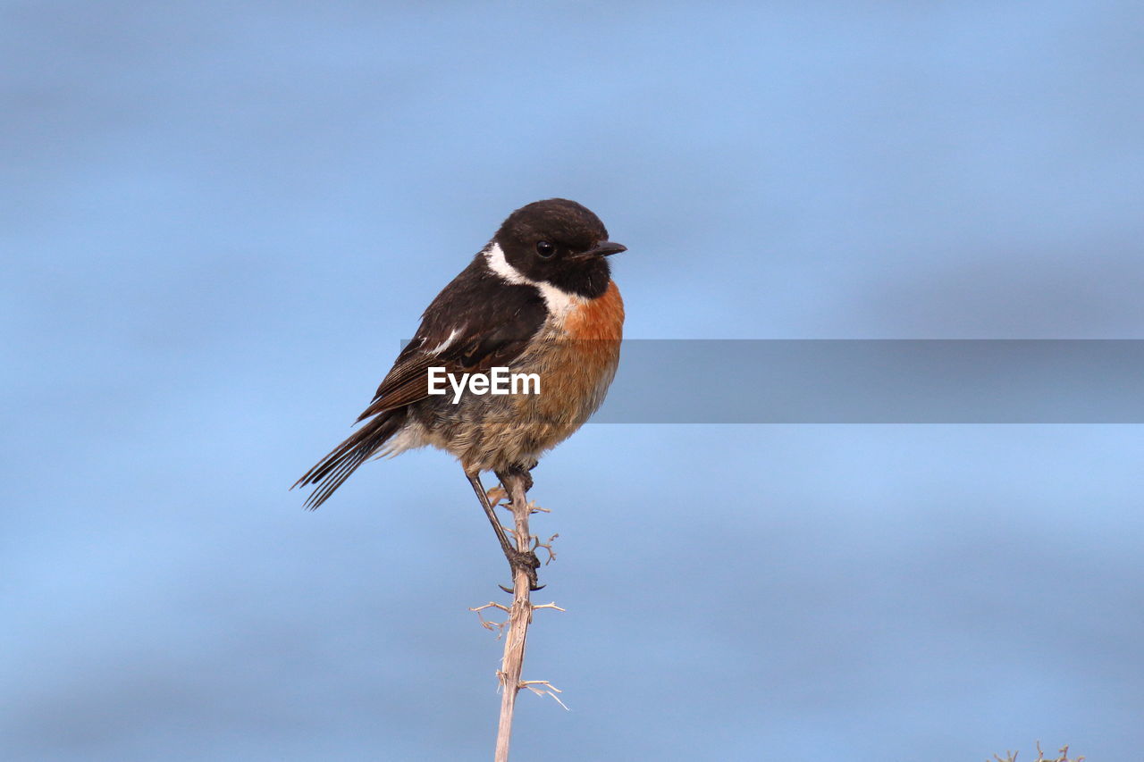 CLOSE-UP OF BIRD PERCHING ON BRANCH AGAINST SKY