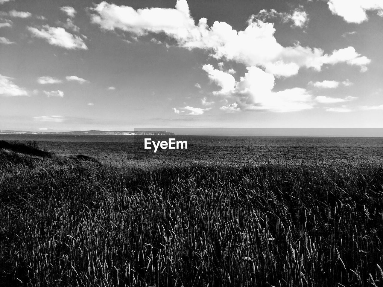 Scenic view of wheat field against sky