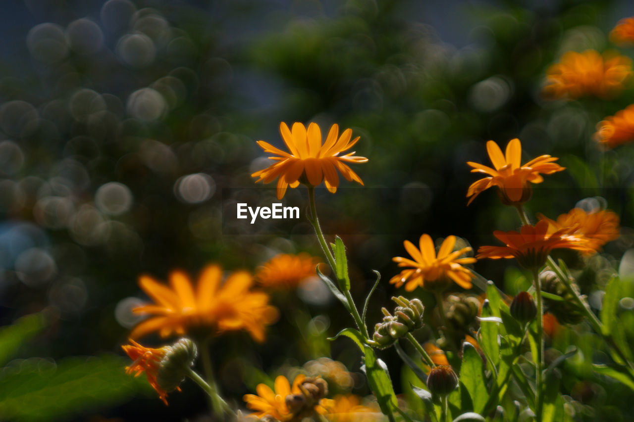 Close-up of orange cosmos flowers blooming outdoors