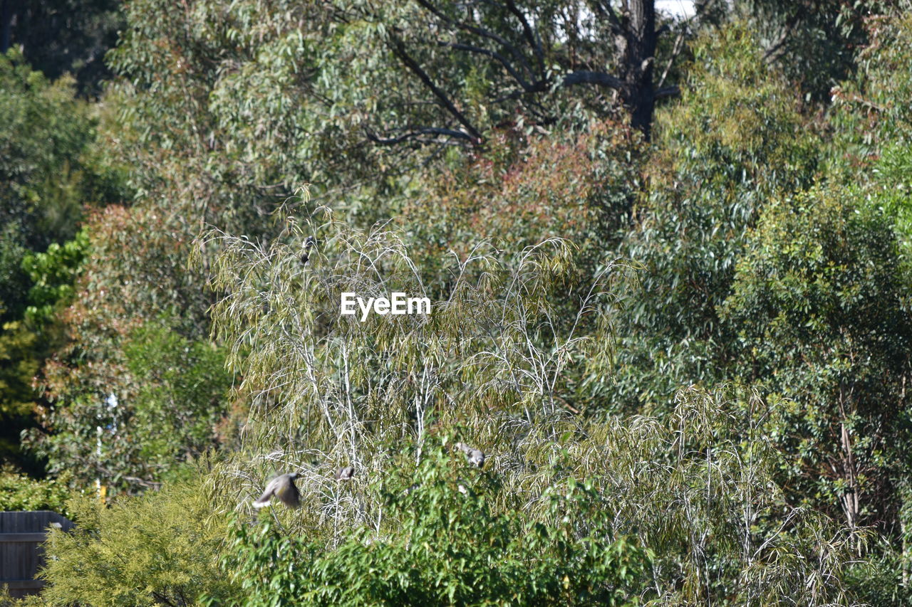 VIEW OF TREES IN FOREST