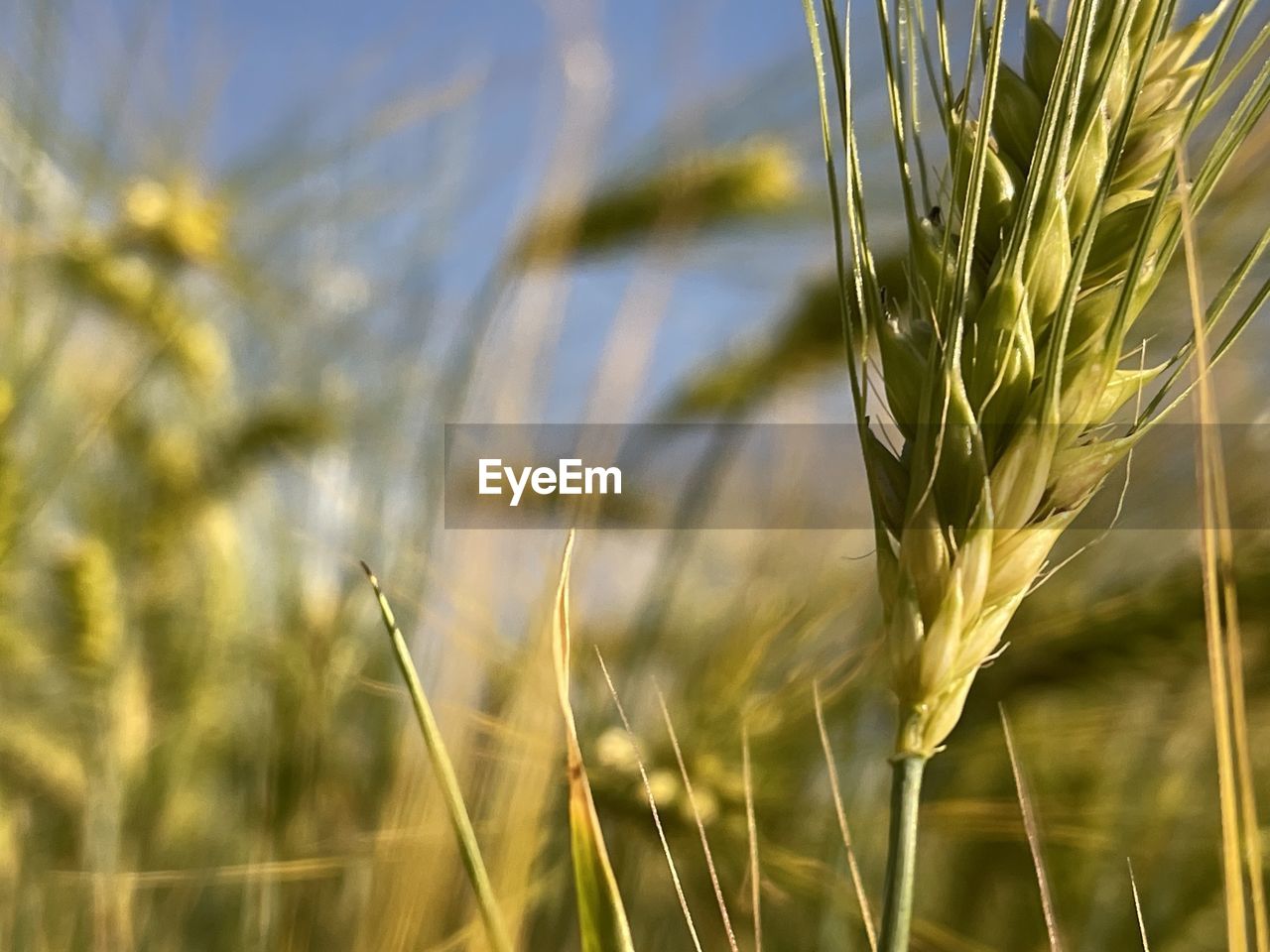 CLOSE-UP OF STALKS IN WHEAT FIELD