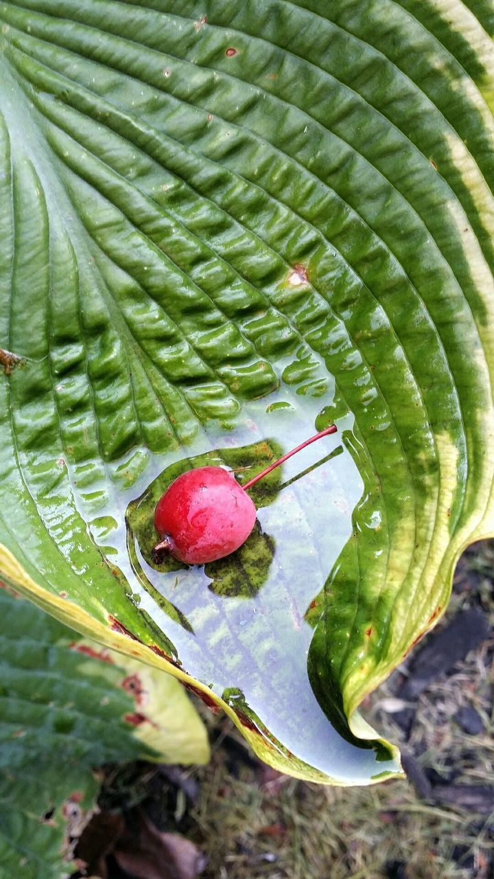 Wild Cherry Leaf Water In Leaf Raining Nature Beauty In Nature Green Red Fragile Full Outdoors Vibrant Texture Fragility Plant Close-up No People Growth Pattern One With Nature Natural Art  Fallen Colorful One Single Leaf