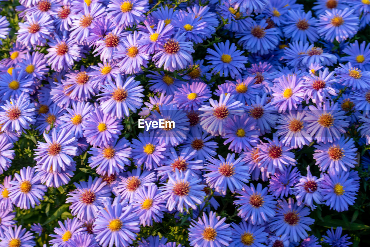 CLOSE-UP OF PURPLE FLOWERING PLANT