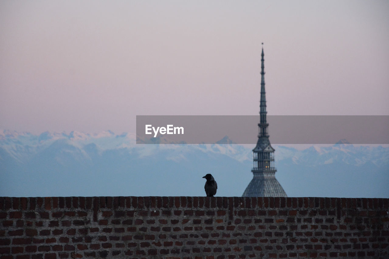 Low angle view of bird on building against sky.  turin, mole antonelliana with crow