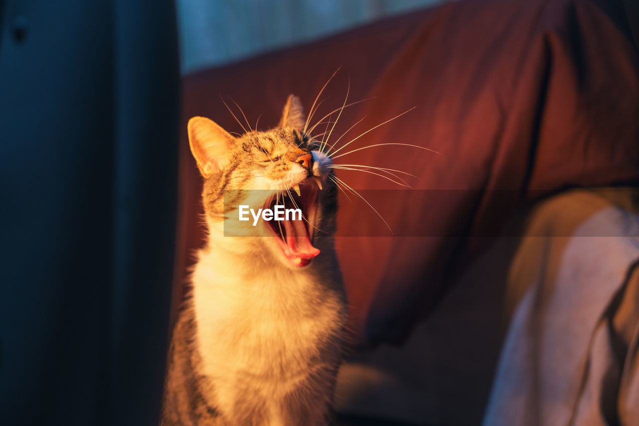 Close-up of cat yawning