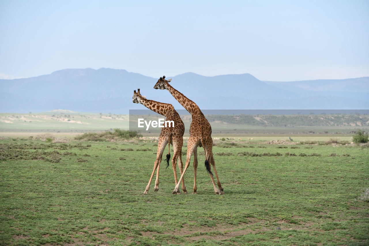 Rear view of giraffes standing on land