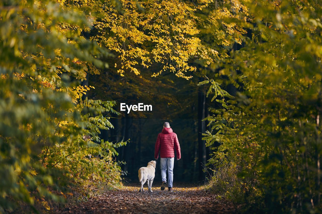 Man with dog in autumn nature. pet owner is walking with his labrador retriever into forest.