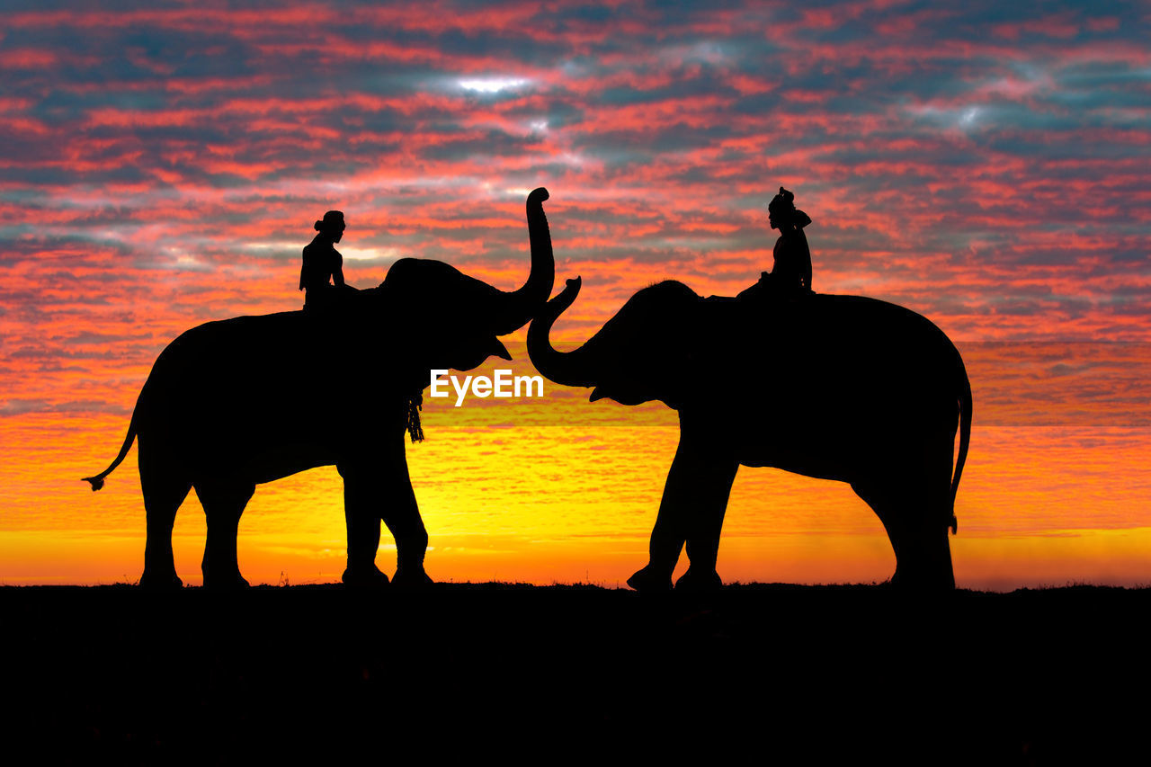 Silhouettes of people and elephants are the way of life of the surin thai people.