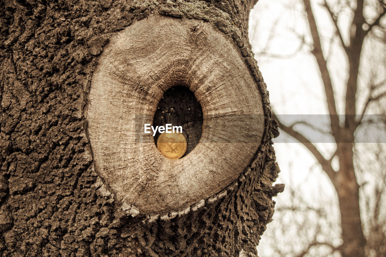 CLOSE-UP OF HOLE ON TREE TRUNK