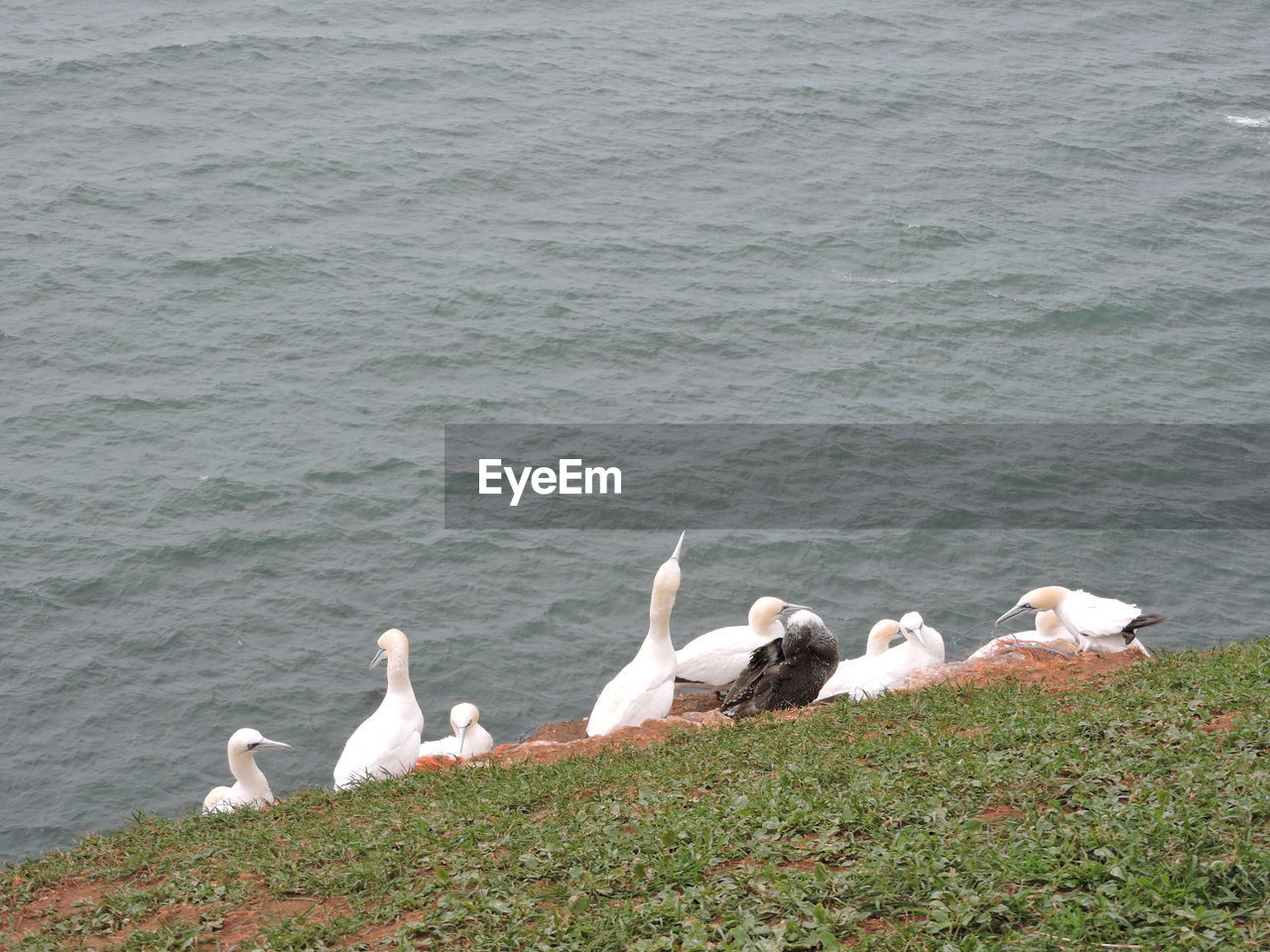 SEAGULLS PERCHING ON LAKE