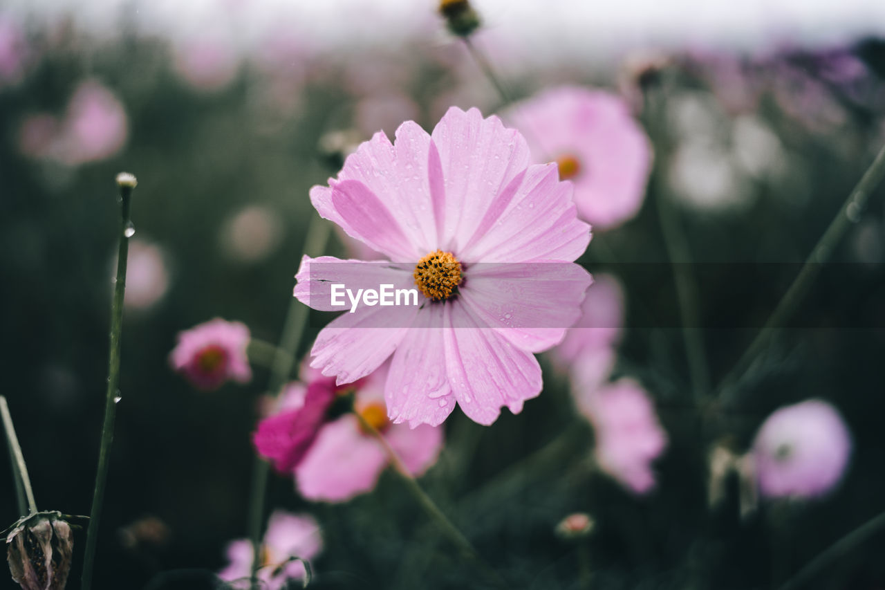 Close-up of pink flowering plants on field