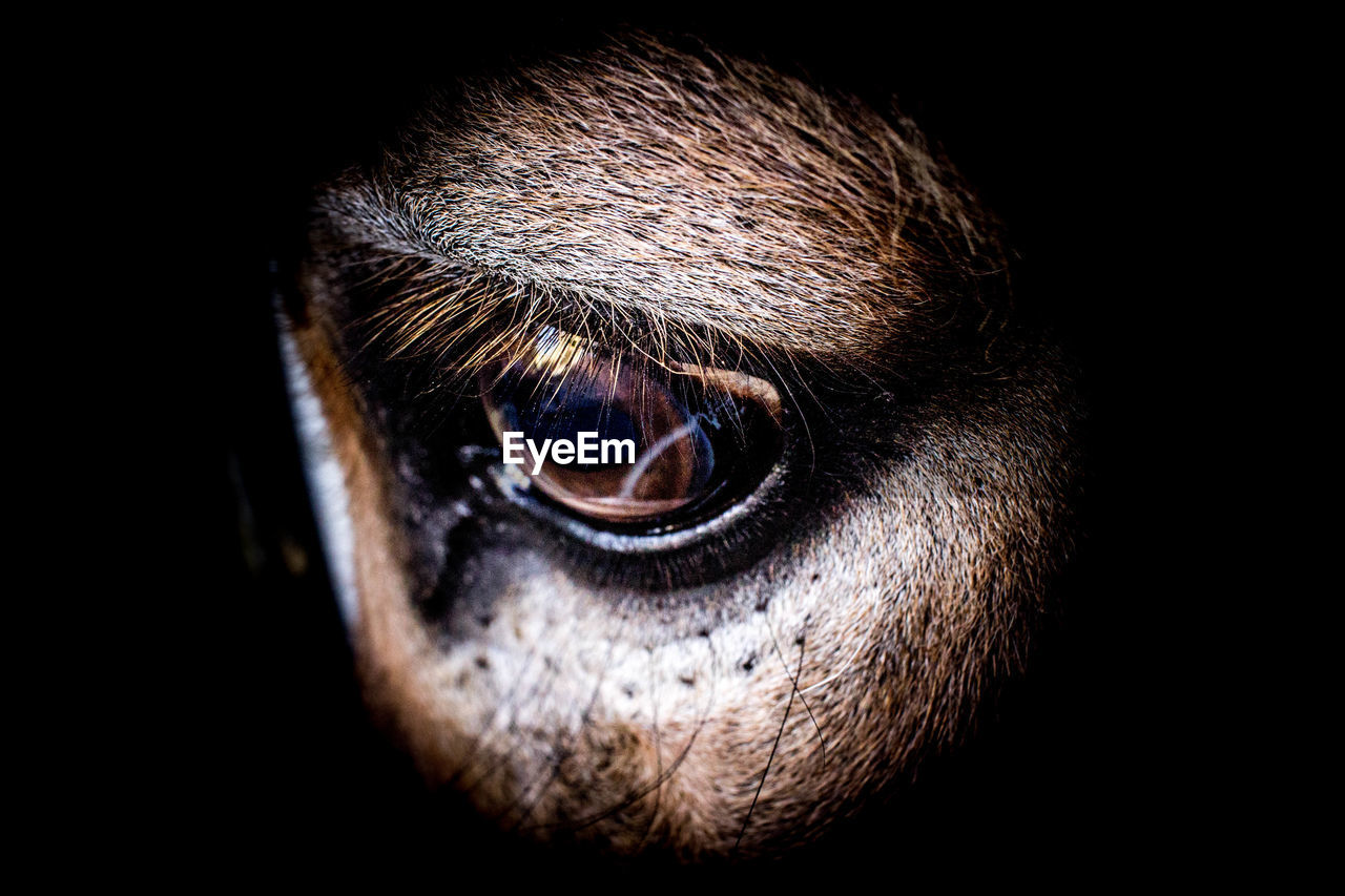 CLOSE-UP PORTRAIT OF HORSE EYE