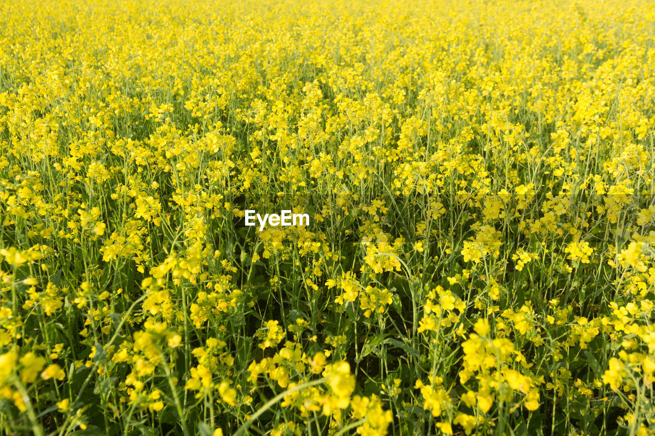 Close-up of oilseed rape field