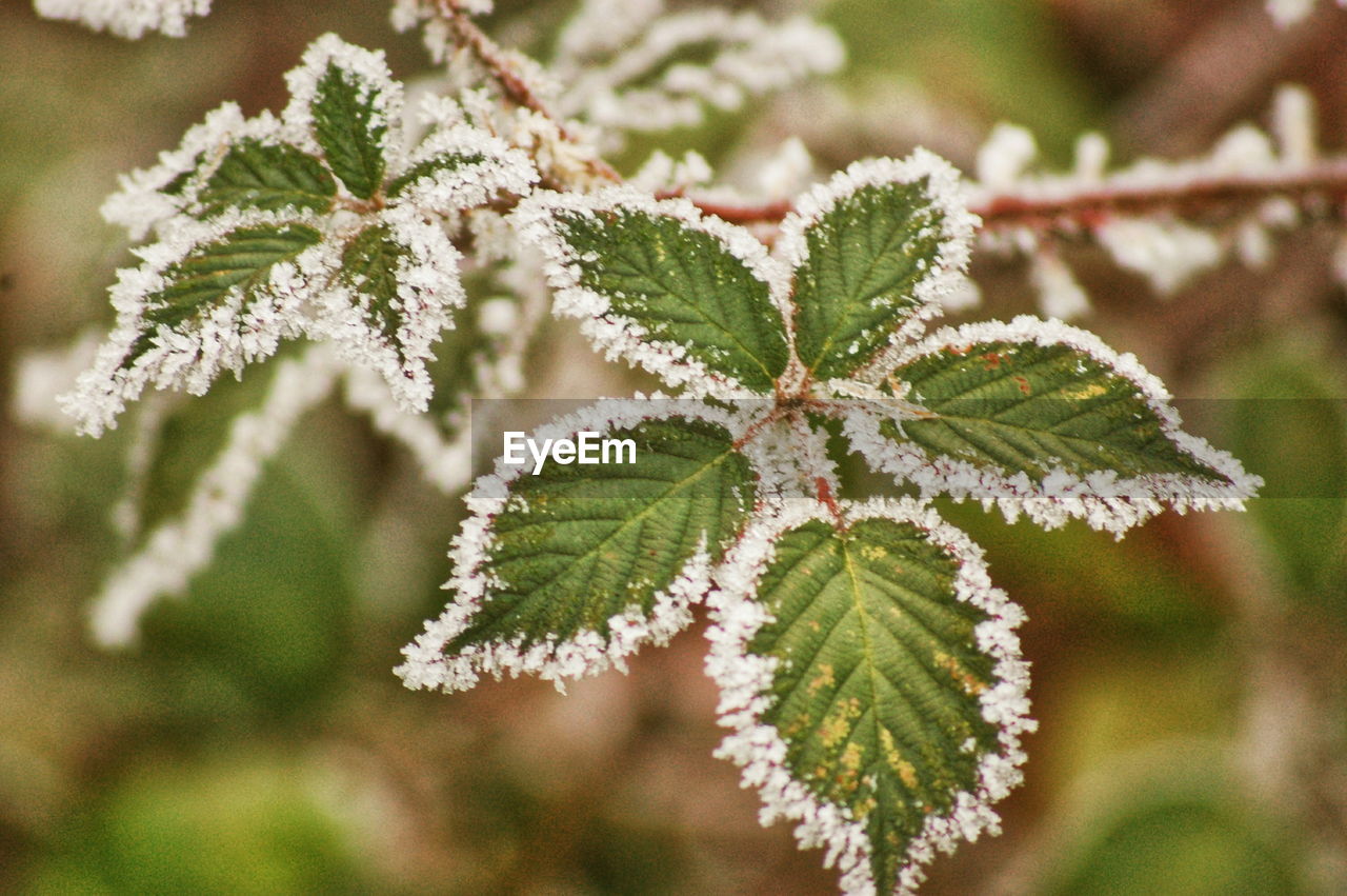 Close-up of frozen plant during winter