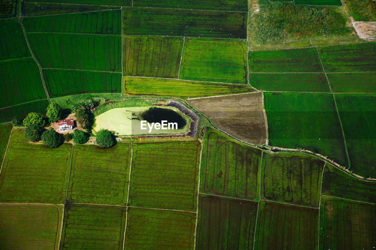 HIGH ANGLE VIEW OF LIZARD ON FIELD