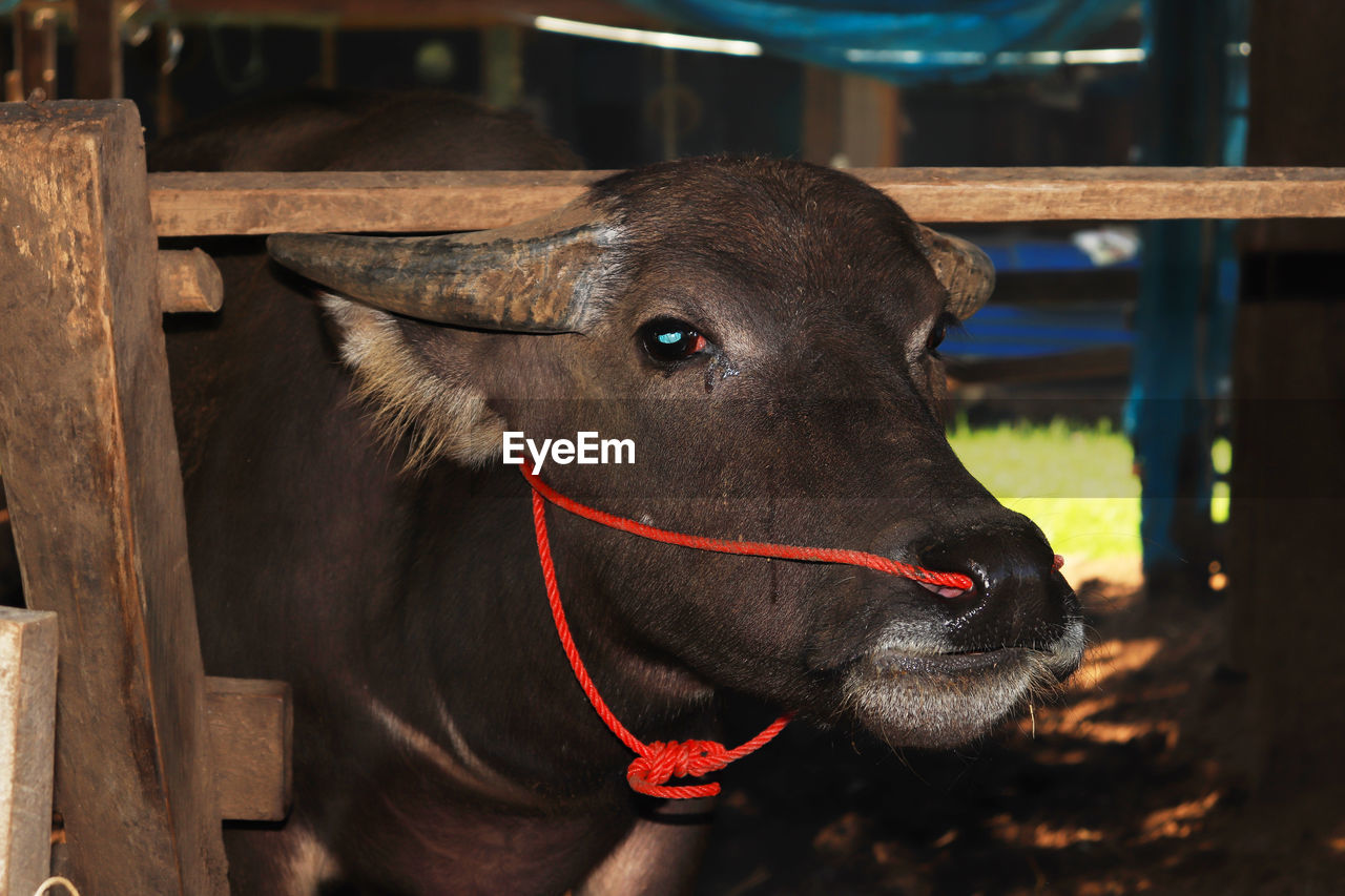 Close-up of cow in pen